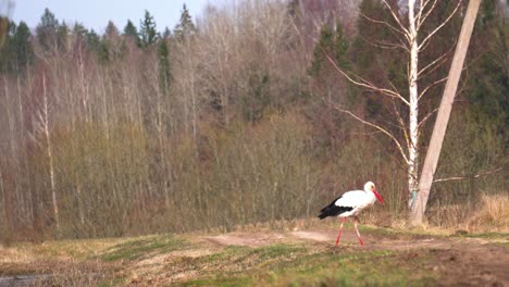 white stork walk on small gravel countryside road during bright spring day