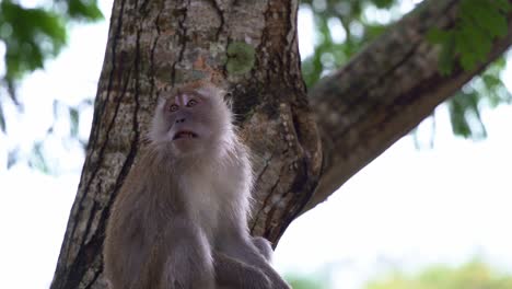 close up shot of a wild crab-eating macaque or long tailed macaque, macaca fascicularis perched on tree, feeding and chewing the food in lowland forest environment