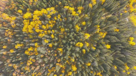 Disparo-De-Dron-Desde-El-Bosque-De-Otoño