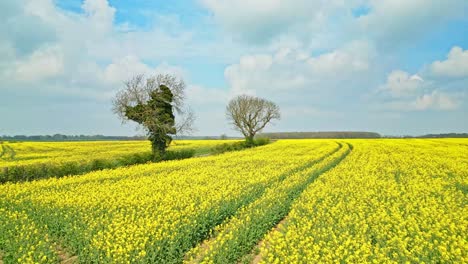 a picturesque aerial view of a rapeseed field with two trees and a serene country road under a blue sky