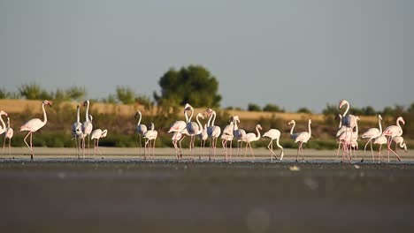 eine schar anmutiger flamingos geht bei sonnenuntergang über den see.