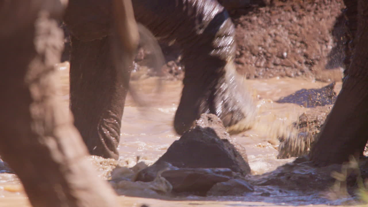 Zampe di elefante africano di savana che escono da una pozza d'acqua