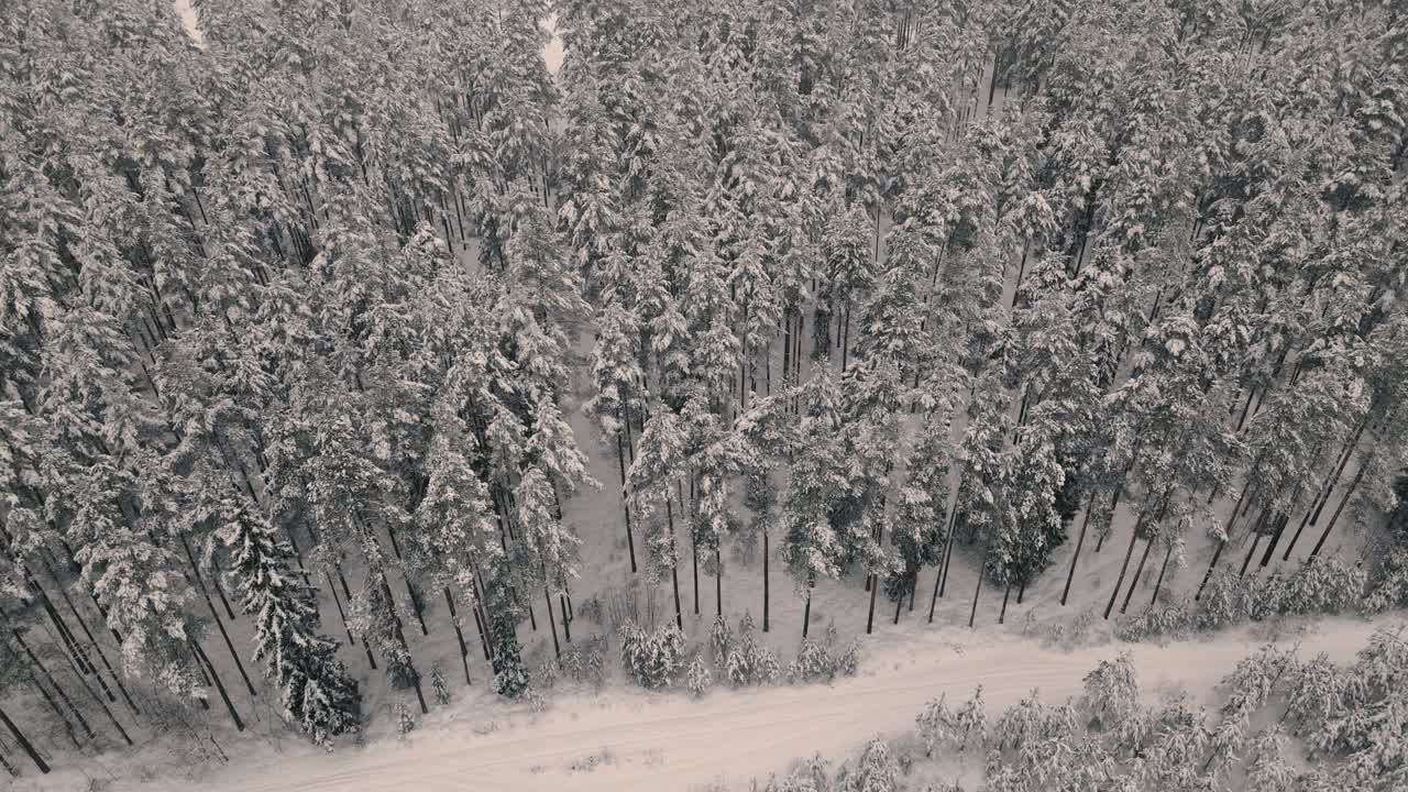 겨울에 숲 위로 드론 비행