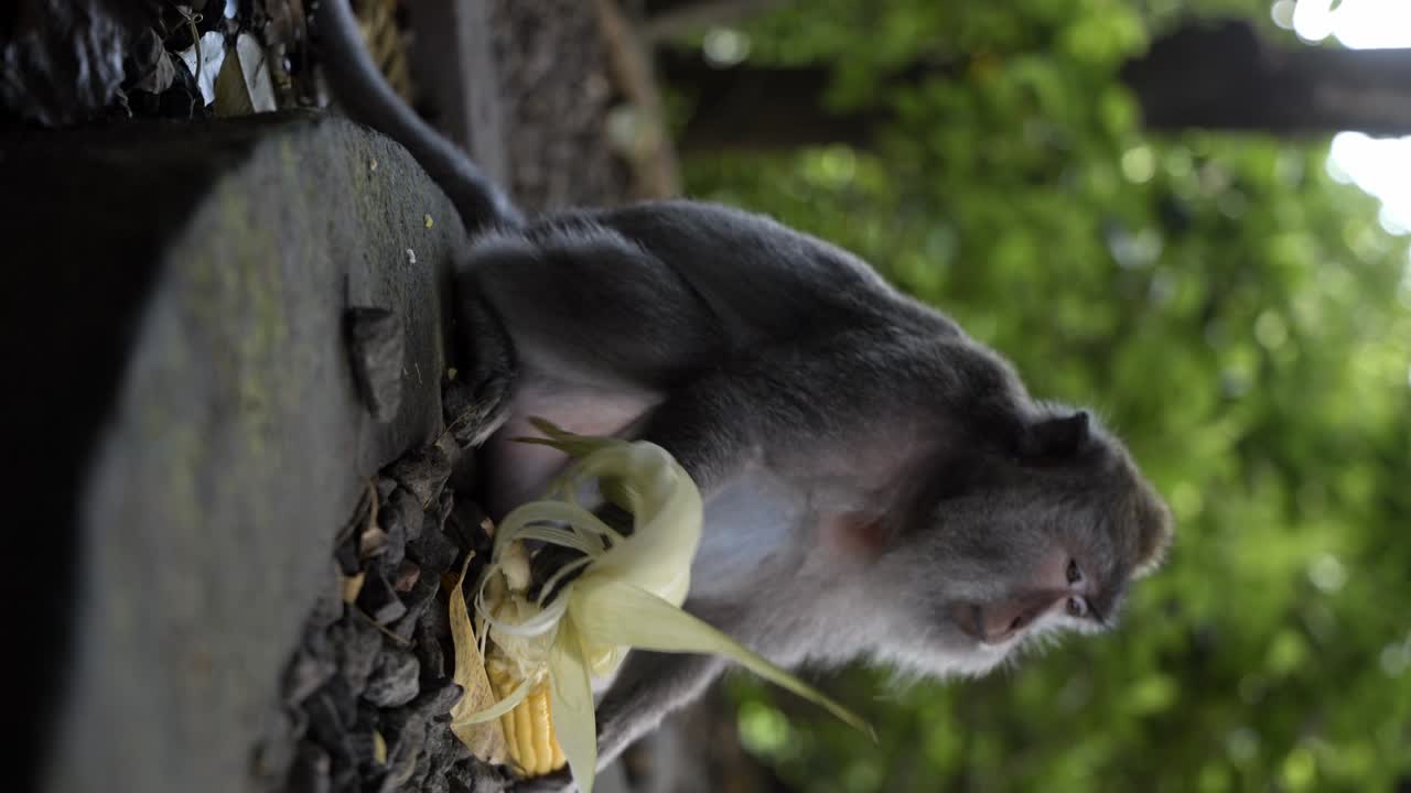 un mono comiendo maíz en el "bosque de monos" de bali.