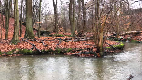 Feuchter-Waldsumpf-Im-Herbst