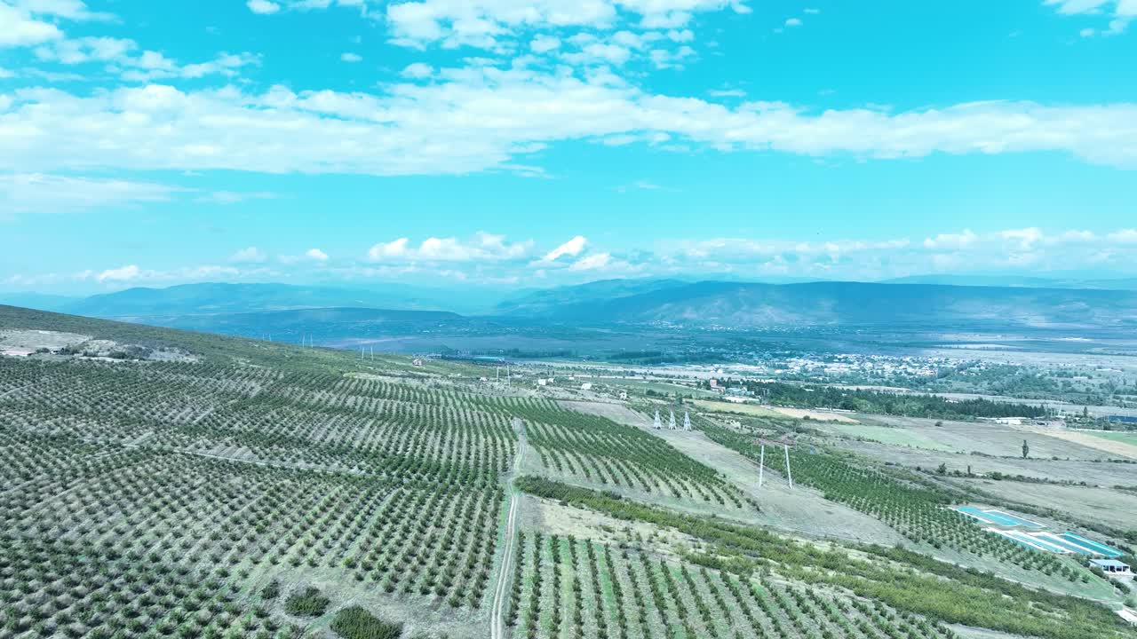 aerial shot of A vast farmland extends into the distance, neatly lined with rows of trees planted for agricultural production. The blue sky and a few clouds hover above