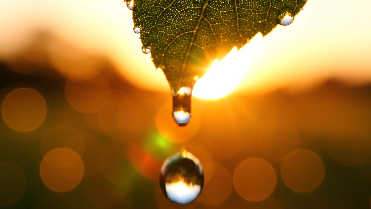 Scatto macro di una goccia di rugiada su una foglia all'alba dorata