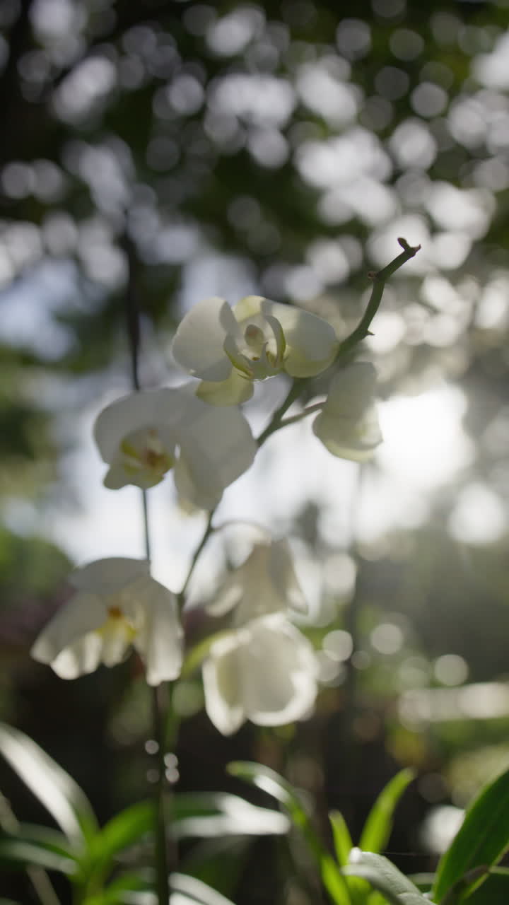 Scenic footage from Punta Cana and the Dominican Republic, showcasing turquoise Caribbean waters, lush jungle, white-sand beaches, and vibrant tropical nature