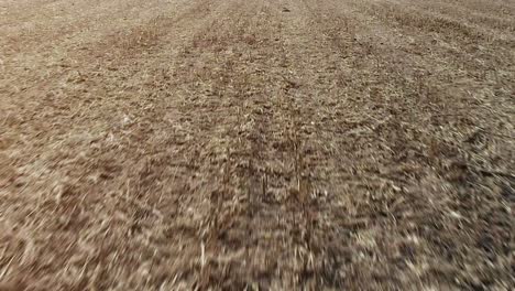 dried grass field