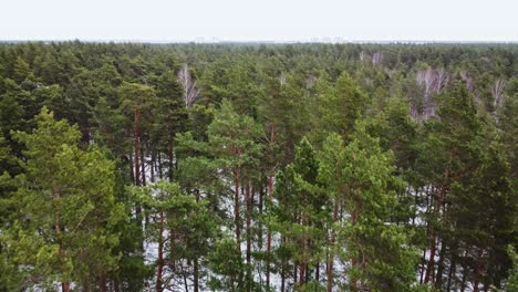 green coniferous forest on overcast winter day with snowfall, low aerial view