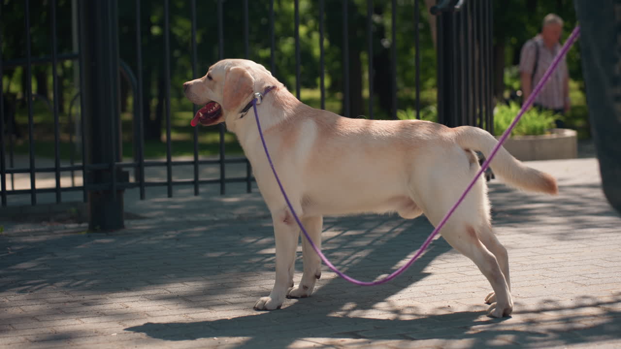 백인 주인이 문 옆에서 잠시 멈춰 서서 래브라도를 주의 깊게 보고 있습니다. 햇빛이 비치는 금속 울타리와 보도 그림자가 드리워져 있고, 강아지는 목줄을 팽팽하게 잡고 주변을 경계하며 서 있습니다. 평온한 도시의 녹지와 고요한 순간이 포착되었습니다.