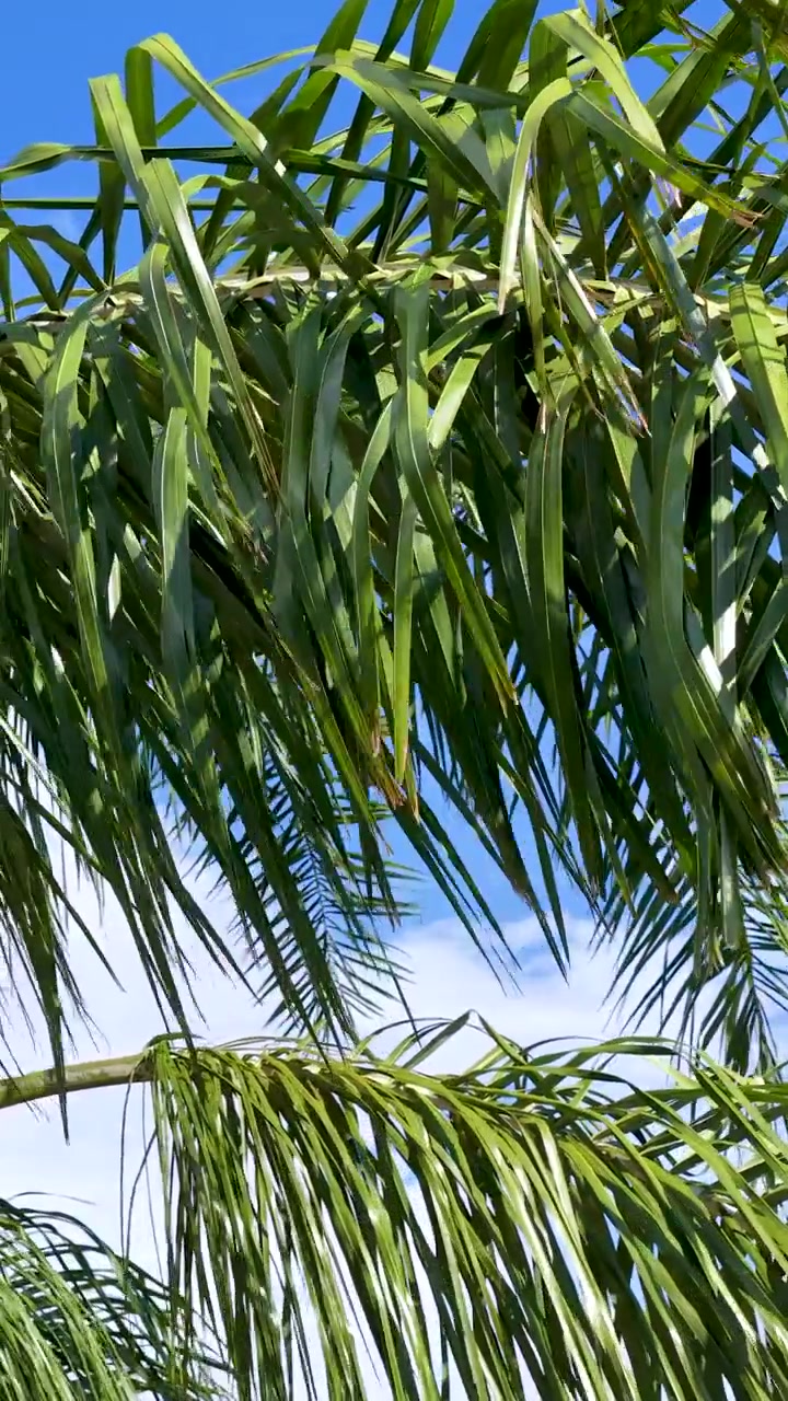 Foglie di palma verdi che si muovono dolcemente nella brezza costiera sotto un cielo azzurro vivido, illuminazione naturale di mezzogiorno.