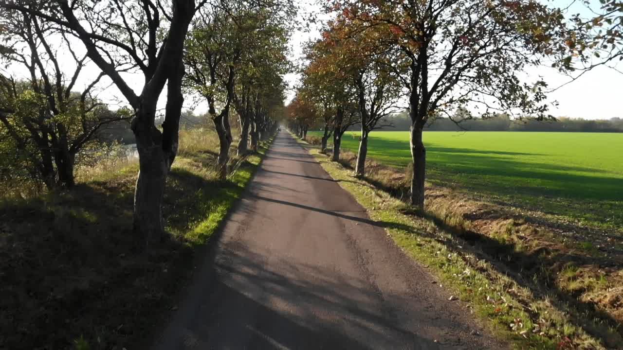 Viale a Odsherred, Danimarca, con bellissimi alberi dai colori autunnali e campi verdi lungo una strada stretta