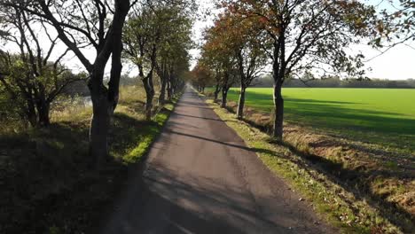 avenue in odsherred, denmark, with beautiful autumn coloured trees and green fields around narrow road