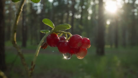 juicy red berries with dew drops in forest light, lens flare background