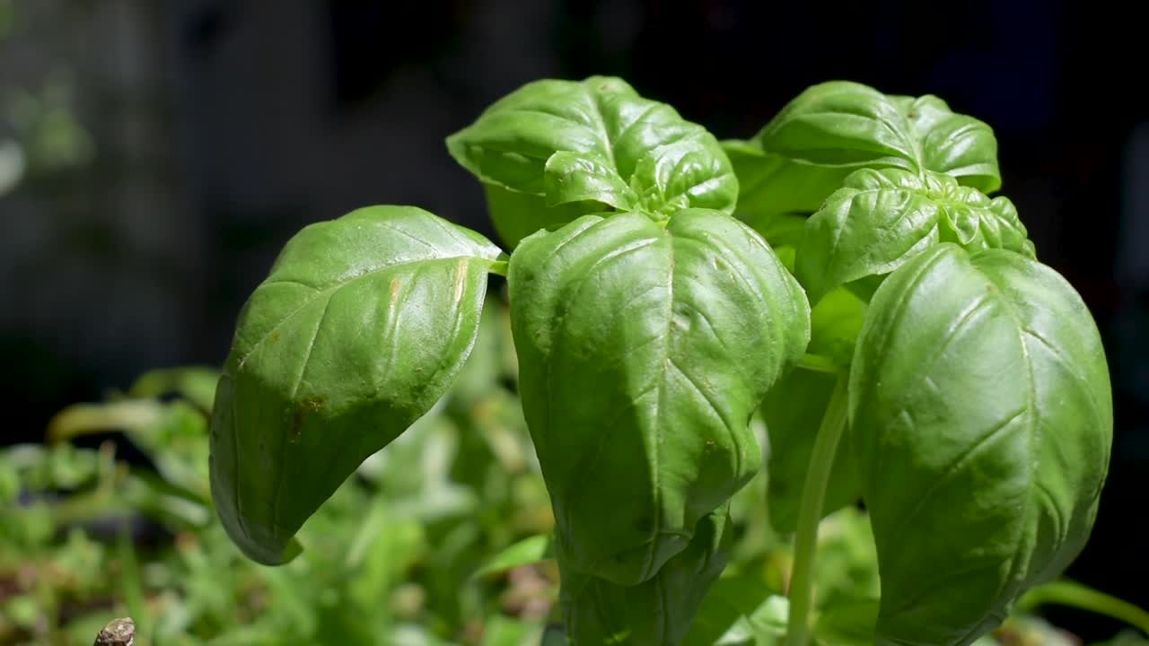 Basilico a foglia larga che cresce all'aperto sotto il sole con una leggera brezza