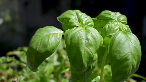 herb large leaf basil growing outdoor in sunlight with slight breeze