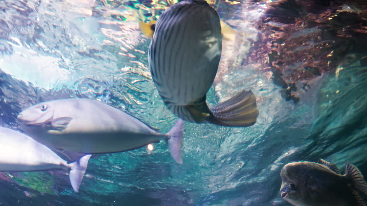 Fish swimming above in aquarium tunnel, peaceful underwater view with light play