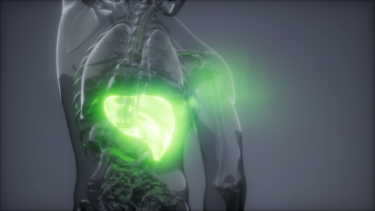 Human Liver Radiology Exam
