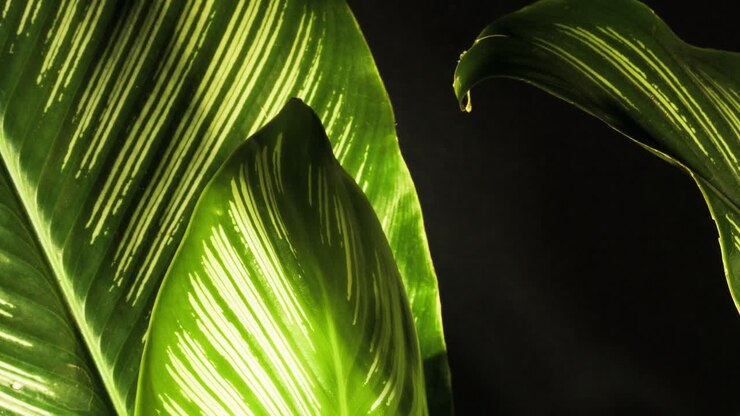 Shadow and light on lush green and white stripped plant foliage - Calathea Ornata