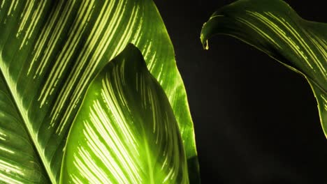 sombra y luz sobre un exuberante follaje vegetal despojado de verde y blanco - calathea ornata