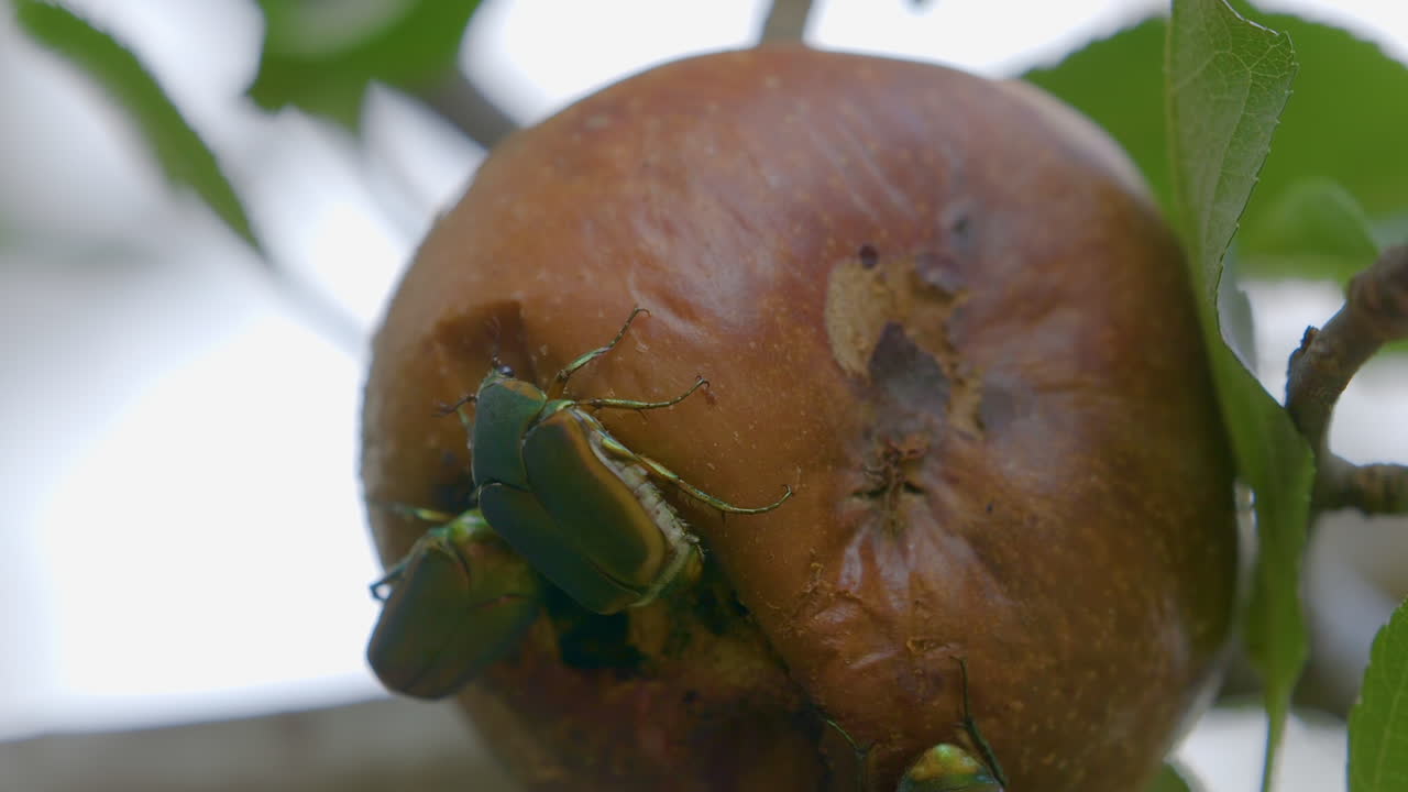 escarabajos figeater comiendo una pera podrida mientras cuelga de una rama de árbol a fines del verano