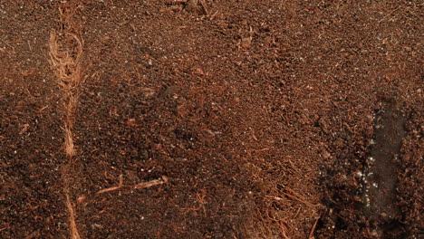 close-up view of potting soil