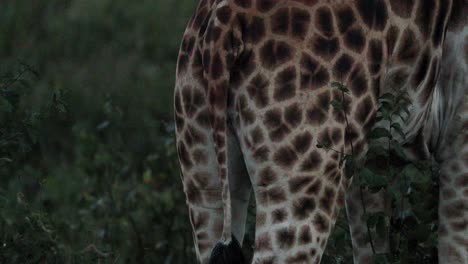 patrones en el cuerpo de la jirafa en el parque nacional de aberdare, kenia - inclinarse hacia arriba