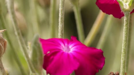 Konzentrieren-Sie-Sich-Auf-Die-Flügel-Eines-Zitronenschmetterlings,-Der-Von-Hinten-Gesehen-Wird-Und-Sich-Von-Einer-Lebhaften-Rosenblüte-Mit-Lila-Blütenblättern-Ernährt-Und-Mit-Unscharfen-Blumenstielen-Im-Hintergrund-Davonfliegt