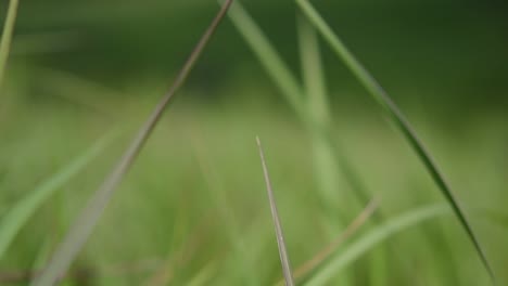 Una-Hierba-Perenne-Originaria-De-Asia-Tropical-Y-Subtropical-Y-También-Introducida-En-Varios-Países