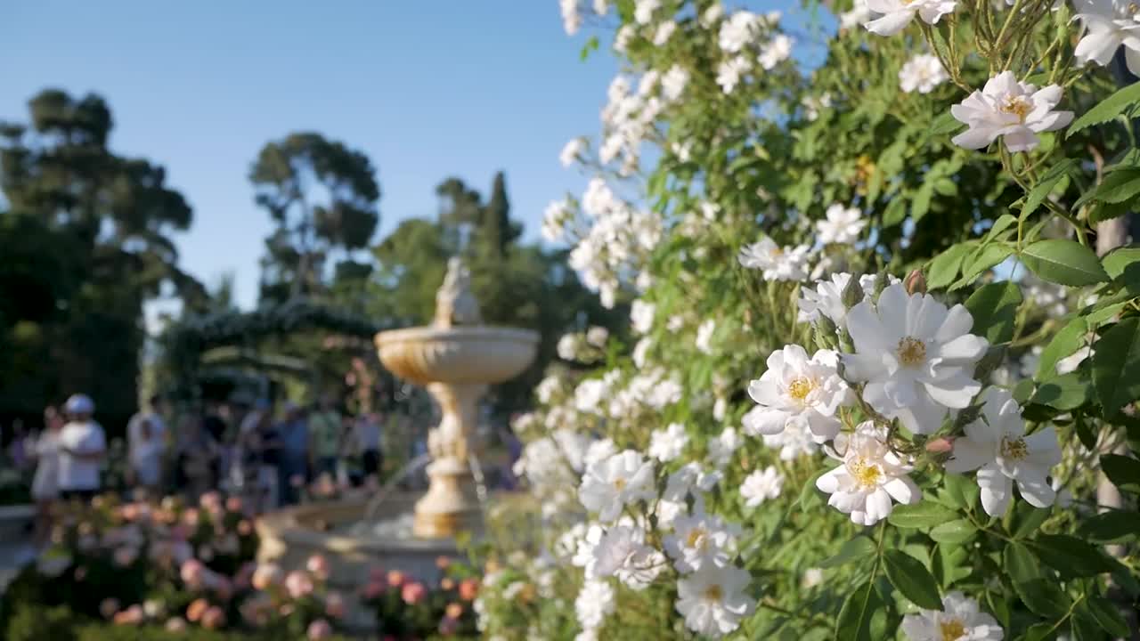 White roses in focus with a fountain and visitors out of focus in La Rosaleda, Retiro Park. Beautiful garden scene.
