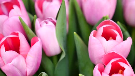 primer plano de los tulipanes rosados