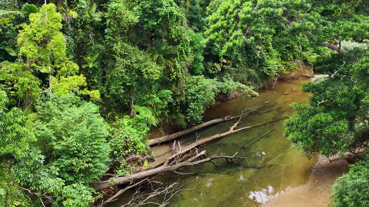 Drone footage captures a tranquil rainforest stream with dense greenery and fallen logs, under soft natural lighting