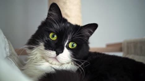 toma manual de un gato doméstico descansando en una torre elevada