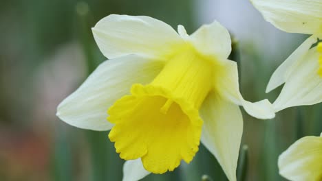 Tight-shot-of-a-fully-bloomed-daffodil-moving-in-the-wind