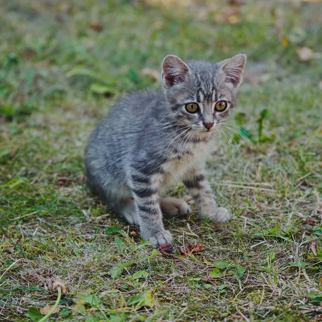 Lovely grey kitten with big eyes. Cute little kitten on green grass in summer. Funny kitty looking at something attentively.