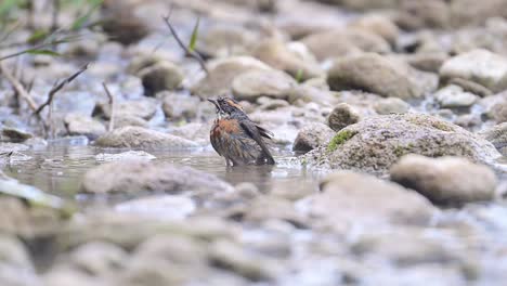 Rötlichbrüstiger-Akzentor,-Der-Ein-Schnelles-Vogelbad-In-Einem-Wasserlauf-Nimmt