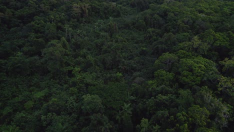 flight over dense rainforest at daintree national park in far north queensland, australia - drone shot