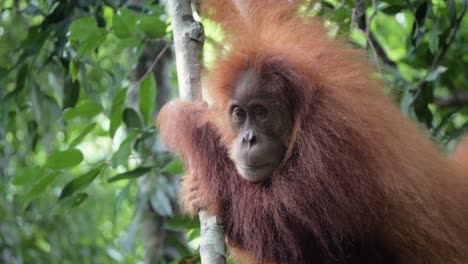 Closeup-slow-motion-shot-of-young-wild-orangutan-looking-around-and-hiding-behind-arm-in-Bukit-Lawang,-Sumatra,-Indonesia