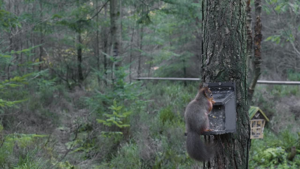 Footage of a wild Eurasian red squirrel (Sciurus vulgaris) slowly peeling and eating nuts and seeds from a bird feeder on a Scots pine tree at Centre Parks in Whinfell Forest facing into the forest.