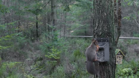 footage of a wild eurasian red squirrel (sciurus vulgaris) slowly peeling and eating nuts and seeds from a bird feeder on a scots pine tree at centre parks in whinfell forest facing into the forest.