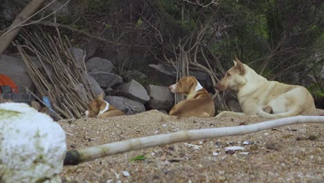 Perros-Callejeros-Relajándose-En-La-Esquina-Del-Monte-En-La-Playa,-Tiro-De-Alejamiento-Horizontal