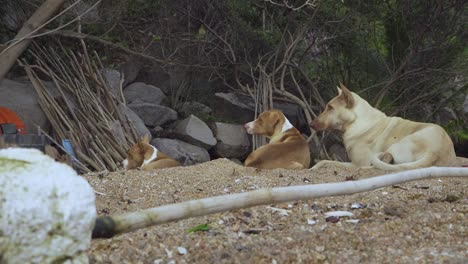 stray dogs chilling in the bush corner on beach, horizontal zoom out shot