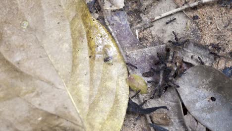 Team-of-black-hunting-ants-transporting-their-prey,-a-small-lizard,-to-their-feeding-ground