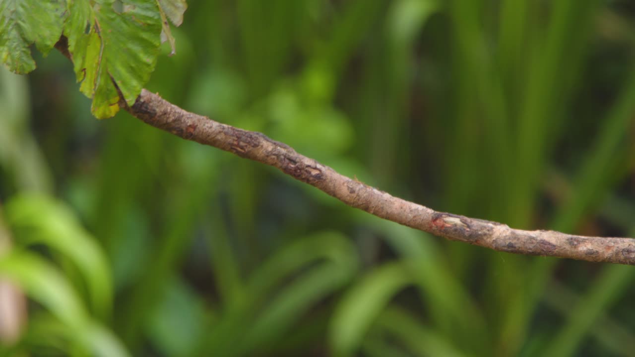 Strikingly Vivid Scarlet macaw sits in Morning light on a branch and jumps down to fly away into the Peru Rain forest