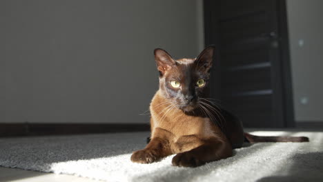 funny pets lying at home. brown cat lying on the floor at home