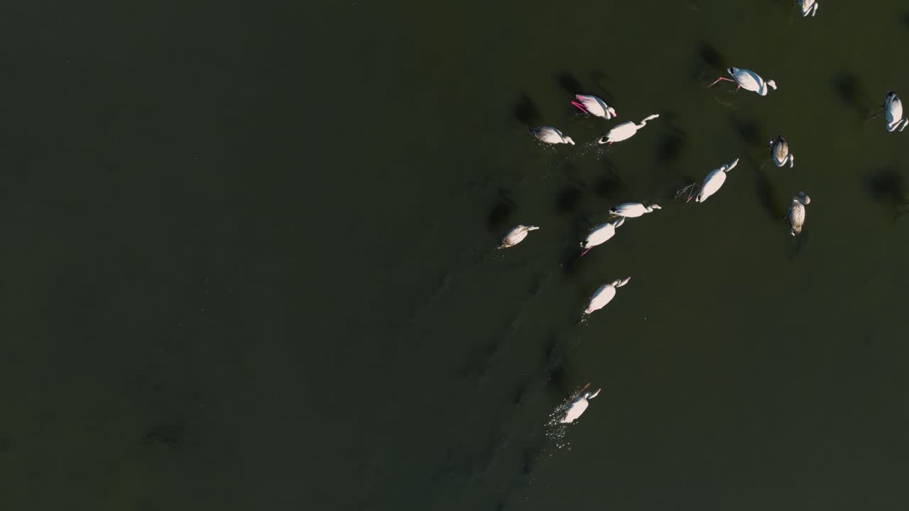 flamencos caminando a través de aguas poco profundas laguna sabana