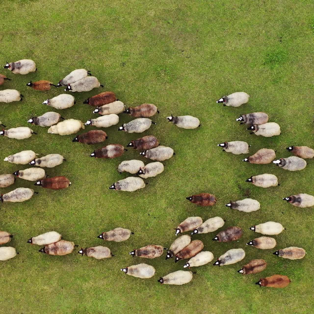 Aerial view of the herd of sheep at green meadow. White and brown fluffy cute domestic animals. Video from above