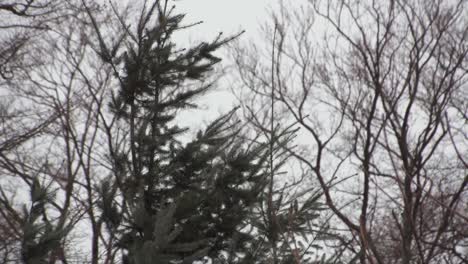 small-fir-tree-is-waving-in-the-wind-with-beech-in-the-background