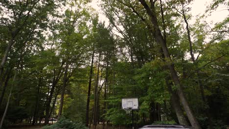 pan across trees swaying in the dark fall wind